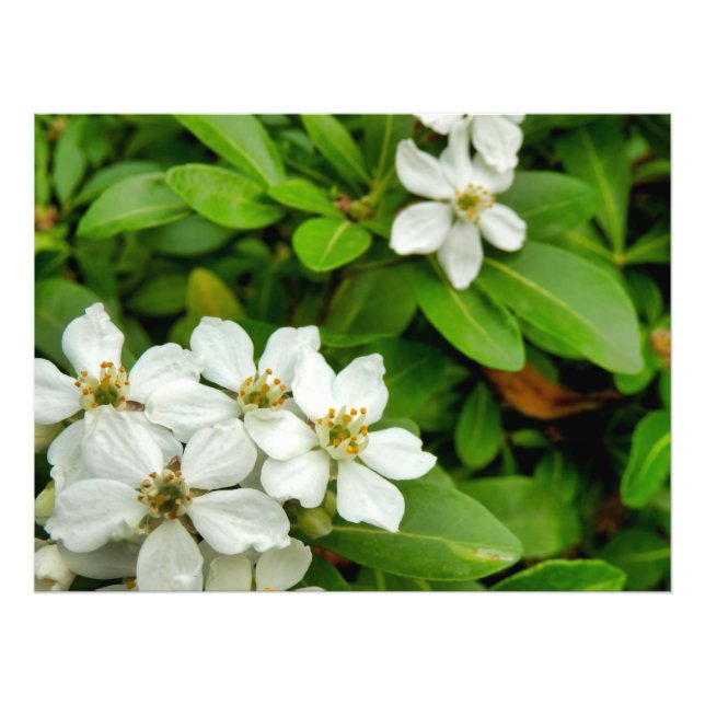 Choisya Ternata Photo Print (Front)