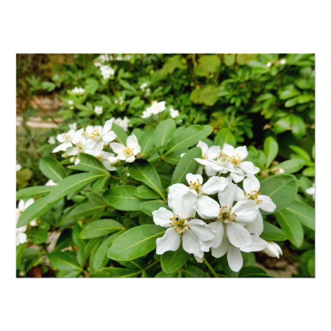 Choisya Ternata Photo Print (Front)