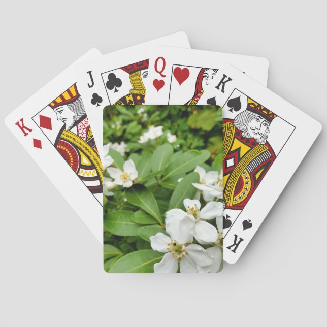 Choisya Ternata Playing Cards (Back)