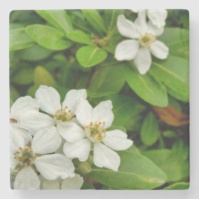 Choisya Ternata Stone Coaster (Front)