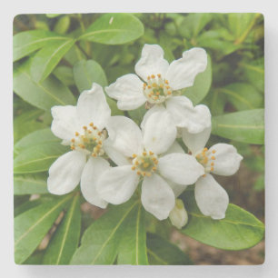 Choisya Ternata Stone Coaster