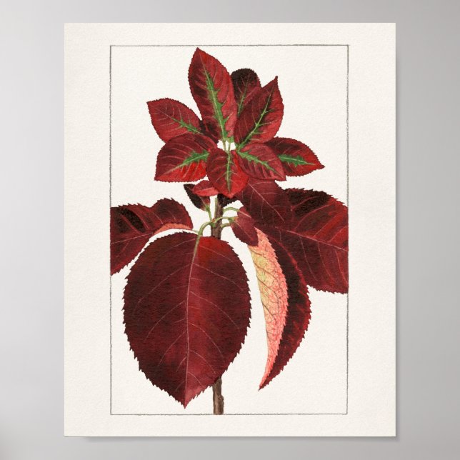 Chokecherry Leaves (Prunus virginiana) Painting Poster (Front)