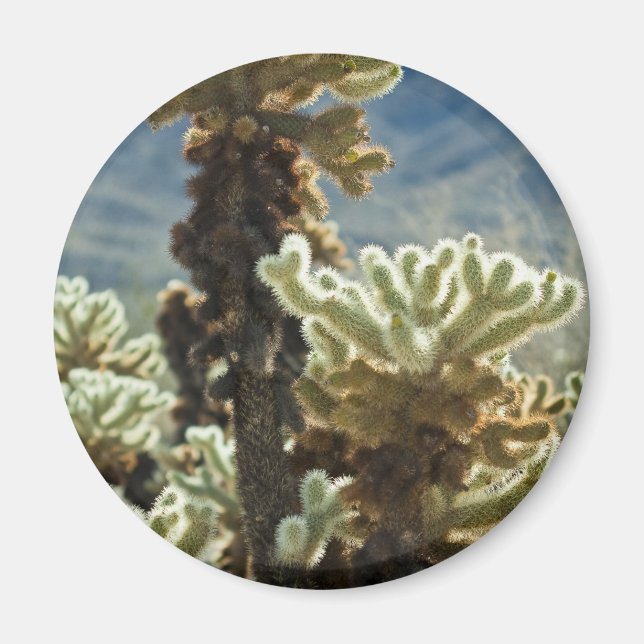 Cholla Afternoon Magnet (Front)