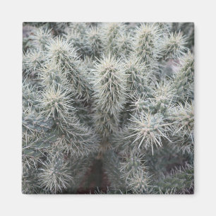 Cholla Cactus in Arizona Magnet