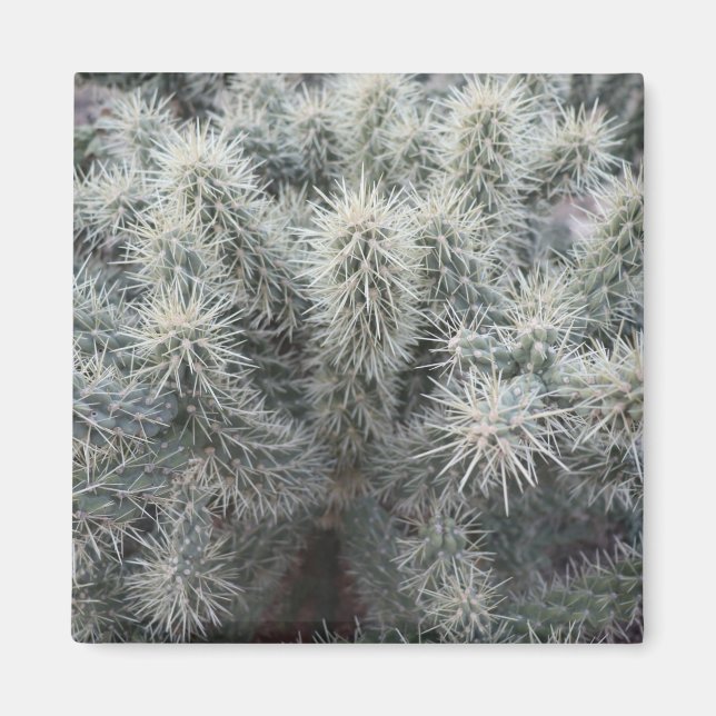 Cholla Cactus in Arizona Magnet (Front)