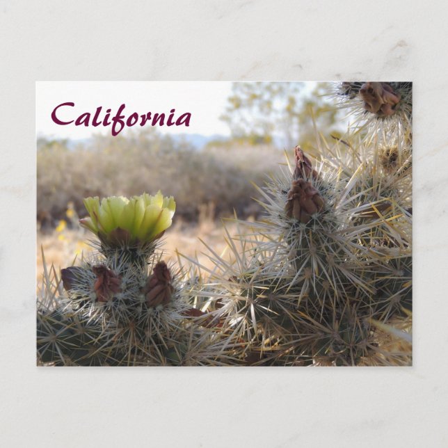 Cholla Cactus & Landscape Postcard (Front)