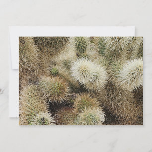 Cholla Cactus Photo Card