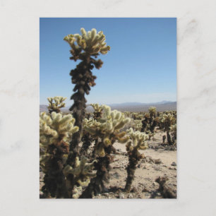 Cholla Garden -Joshua Tree Postcard