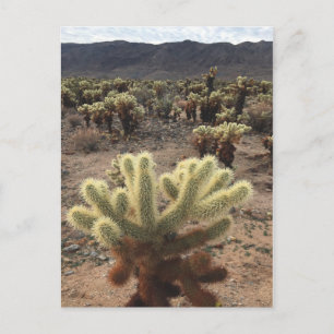 Cholla Gardens Joshua Tree National Park Postcard