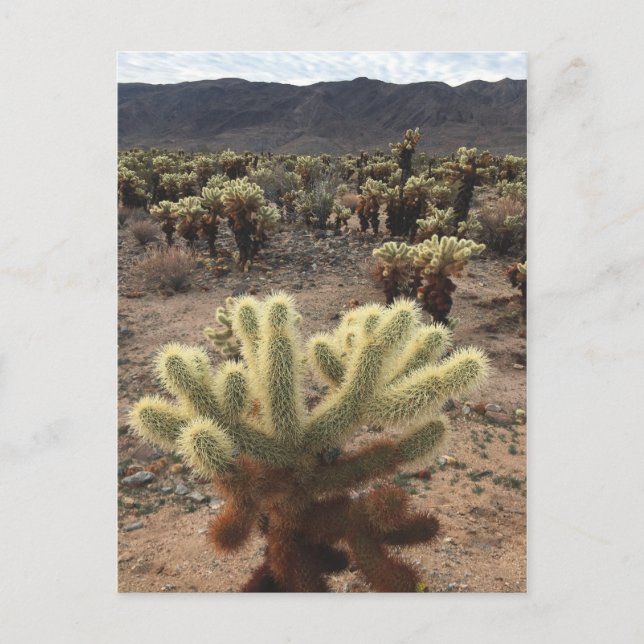 Cholla Gardens Joshua Tree National Park Postcard (Front)