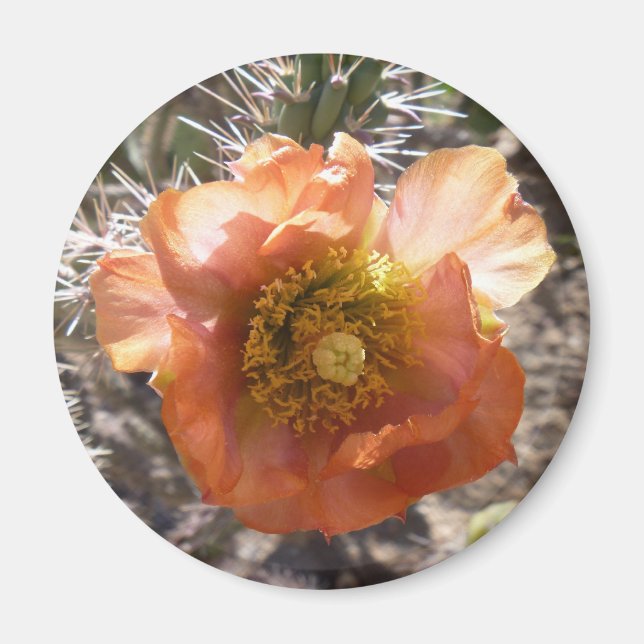 Cholla Peach Bloom Magnet (Front)