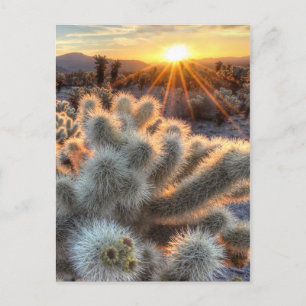Chollas Cactus Sunrise Postcard