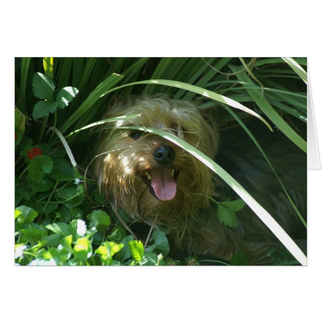 Chompers, The Earl of Puppydom (Front Horizontal)