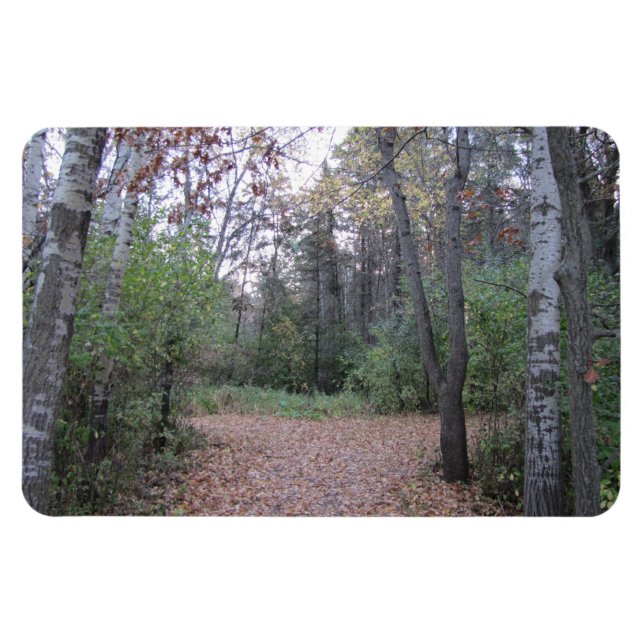 Choose your path. magnet (Horizontal)