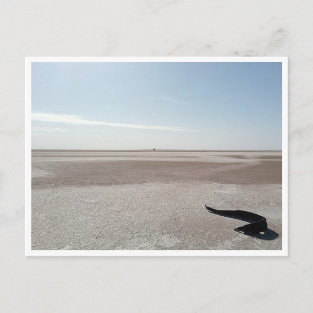Chott el Djerid (Tunisia) Postcard (Front)