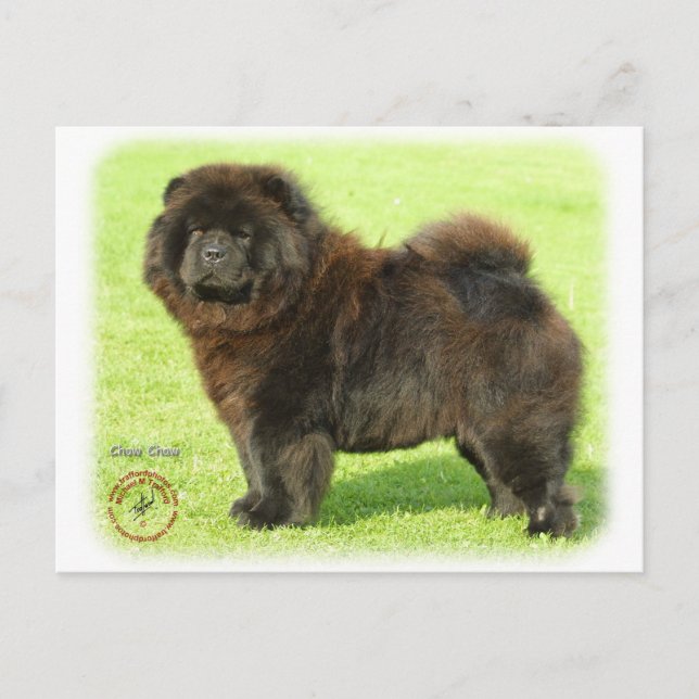 Chow Chow 9B011D-08 Postcard (Front)