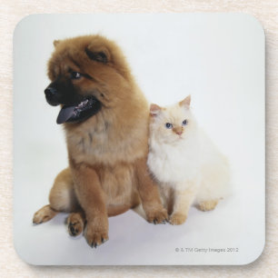 Chow Chow and a White Cat Sitting Together Coaster