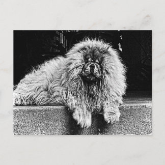 Chow Chow Dog on Porch, Black and White Postcard