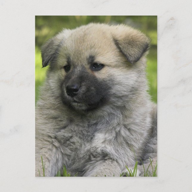 Chow Chow Dog Postcard (Front)