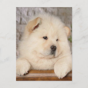 Chow Chow Postcard
