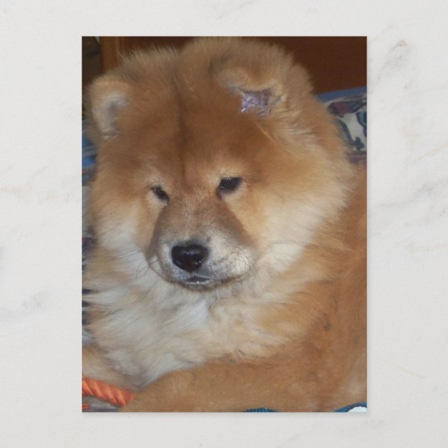 Chow Chow Pup Postcard (Front)