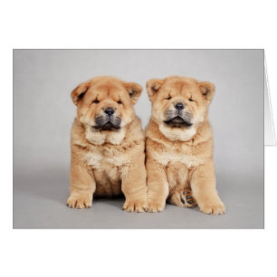 Chow chow puppies