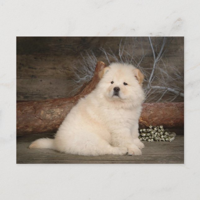 Chow Chow Puppy Dog Blank Greeting Post Card (Front)