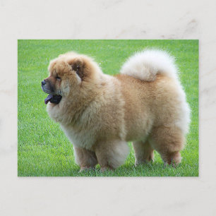 Chow Chow Puppy Dog - Hello, Love, Thinking of You Postcard