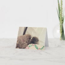 chow chow puppy sees herself in mirror