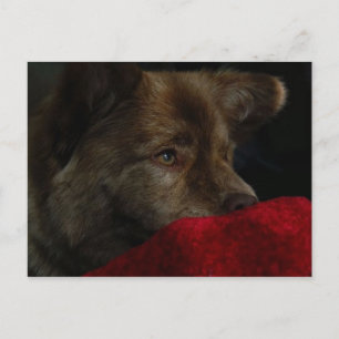 chow mix with heart post card