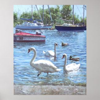 christchurch harbour swans and boats poster