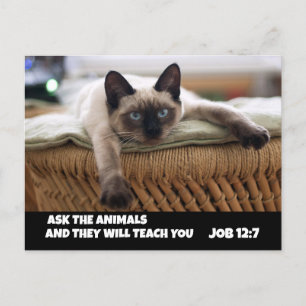 CHRISTIAN CAT POSTCARD JOB 12:7 SIAMESE CAT