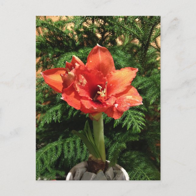 Christmas Amaryllis Flower Holiday Postcard (Front)