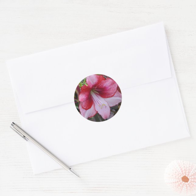 Christmas Amaryllis Red Holiday Floral Classic Round Sticker (Envelope)
