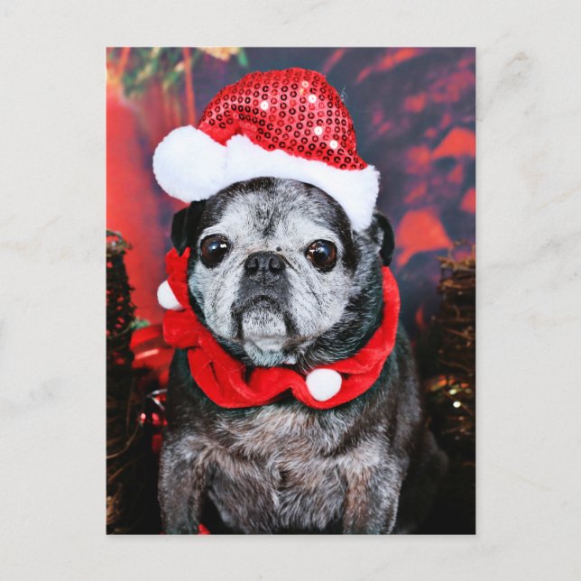 Christmas - Angel - Pug Holiday Postcard (Front)