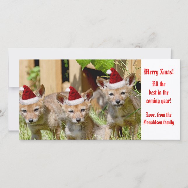 Christmas Baby Coyote Photo Holiday Card (Front)
