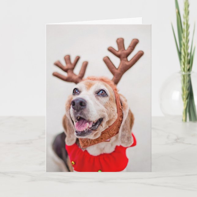 Christmas Beagle dog with festive reindeer ears Holiday Card (Front)