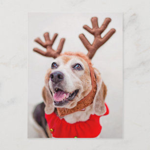 Christmas Beagle dog with festive reindeer ears Holiday Postcard