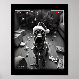Christmas Belgian Malinois Caught On Camera  Poster