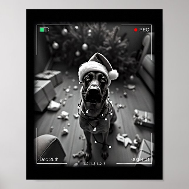 Christmas Belgian Malinois Caught On Camera  Poster (Front)