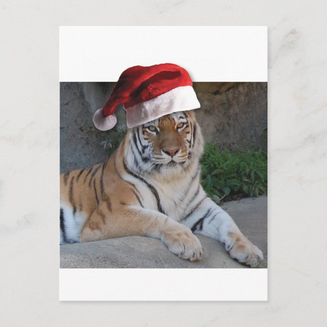Christmas Bengal Tiger Holiday Postcard (Front)