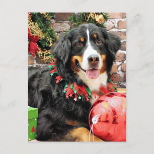 Christmas - Bernese Mountain Dog - Chloe Holiday Postcard