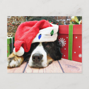 Christmas - Bernese Mountain Dog - Mya Holiday Postcard