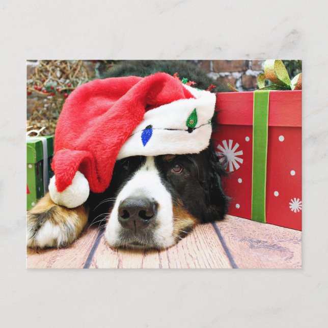 Christmas - Bernese Mountain Dog - Mya Holiday Postcard (Front)