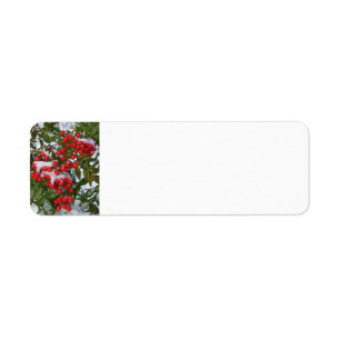 Christmas Berries Return Address Label