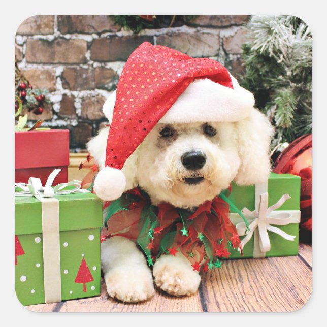 Christmas - Bichon Frise - Daisy Square Sticker (Front)