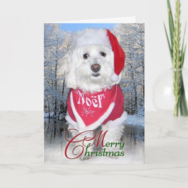 Christmas Bichon Frise Dog Holiday Card (Front)