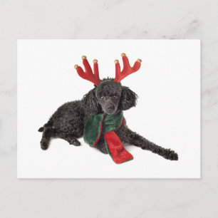 Christmas Black Toy Poodle Dog Dressed as Reindeer Holiday Postcard
