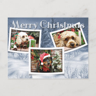 Christmas - Border Collie - Cockapoo Holiday Postcard