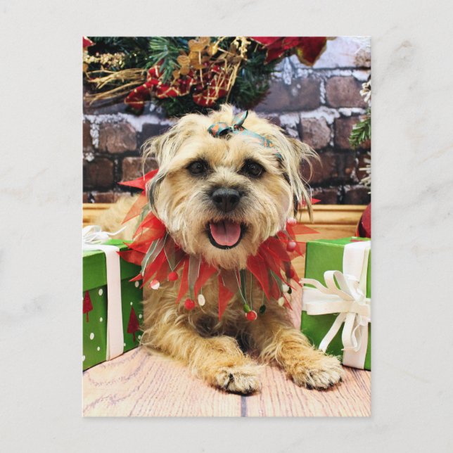 Christmas - Border Terrier - Reagan Holiday Postcard (Front)